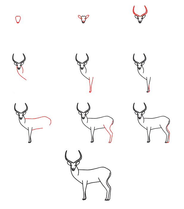 Zeichnen Lernen Einfache Antilope (4)