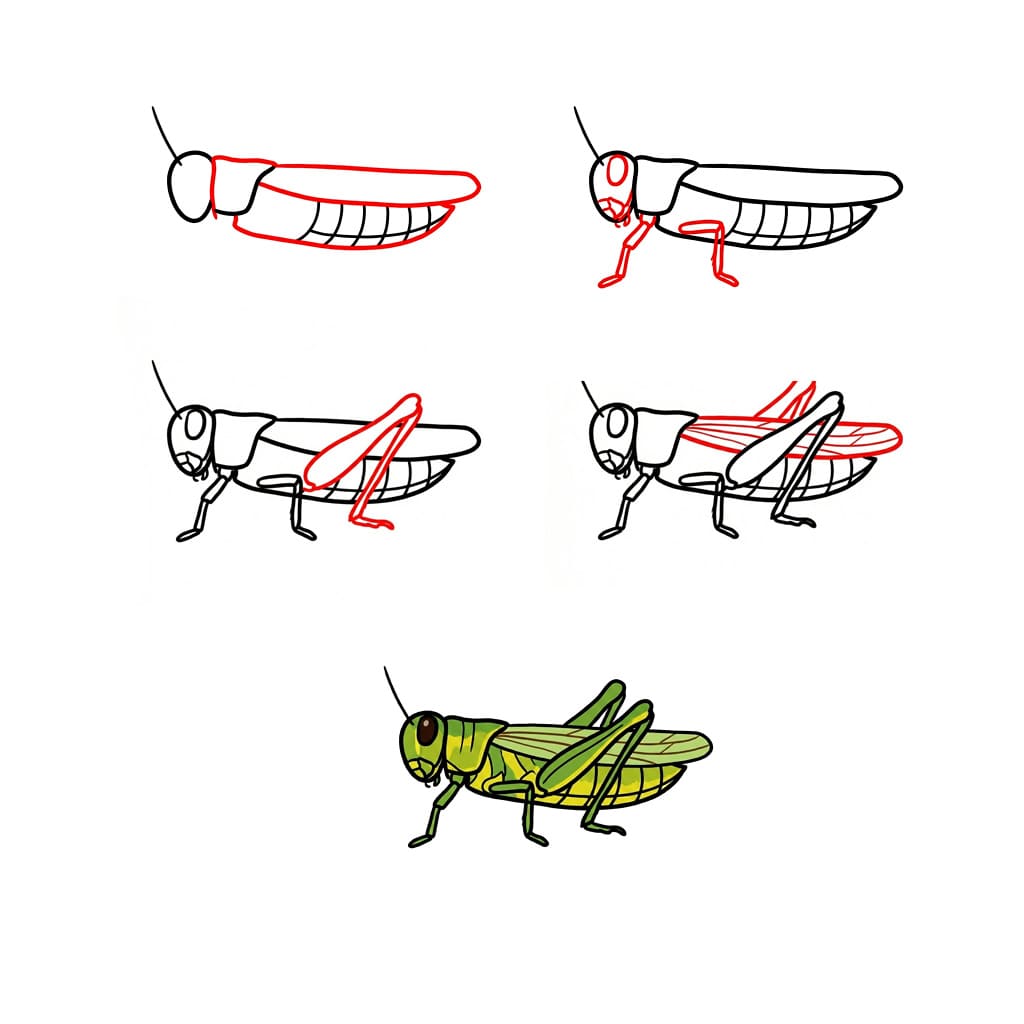 Normaler Heuschrecke zeichnen ideen
